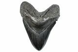 Huge, Fossil Megalodon Tooth - South Carolina #289373-1